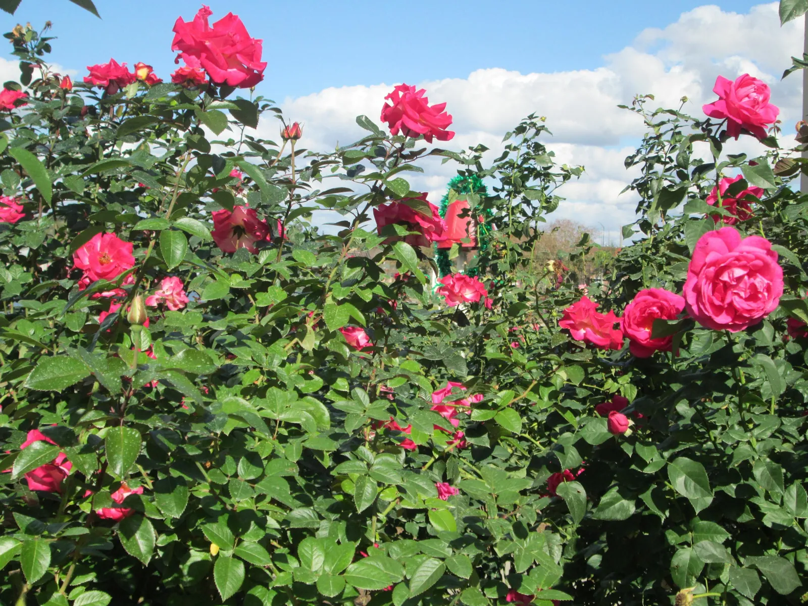 Every kind act blooms like a rose