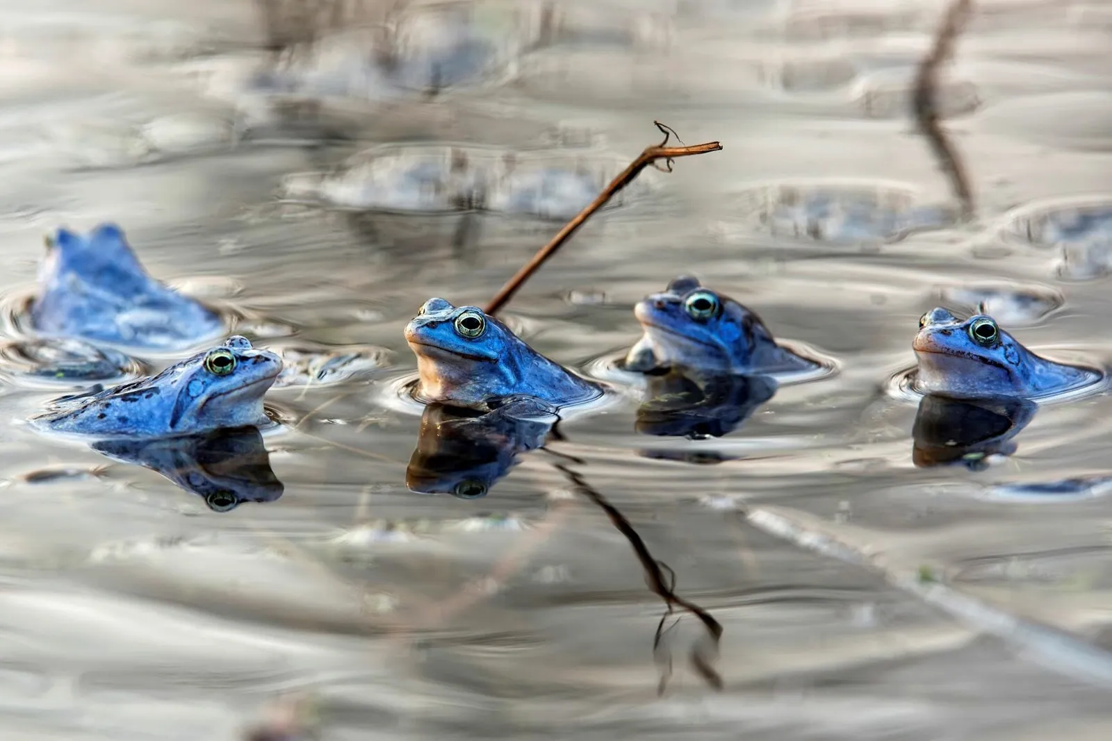 boiling frogs as suffering grows